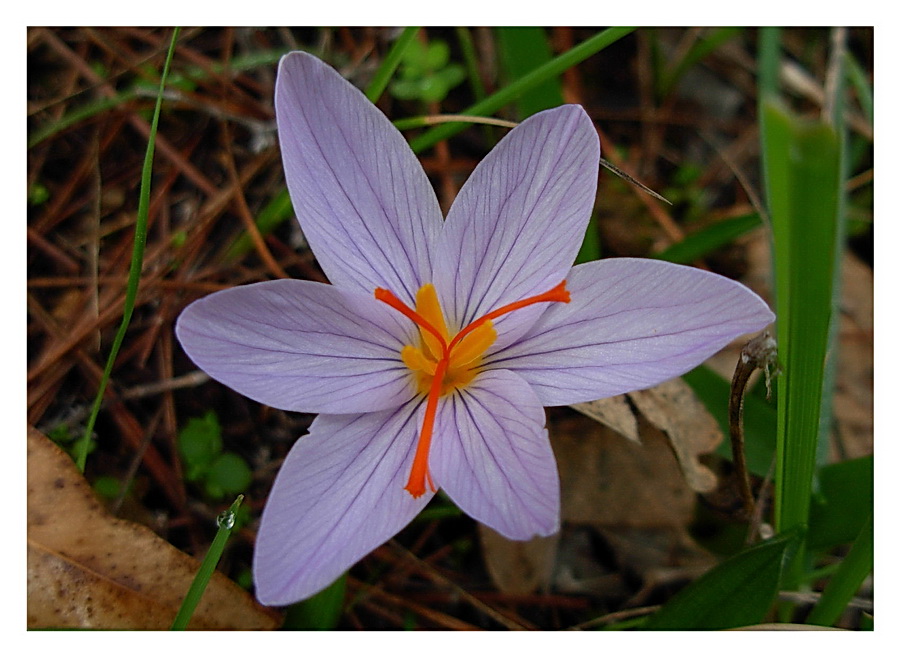 Crocus longiflorus